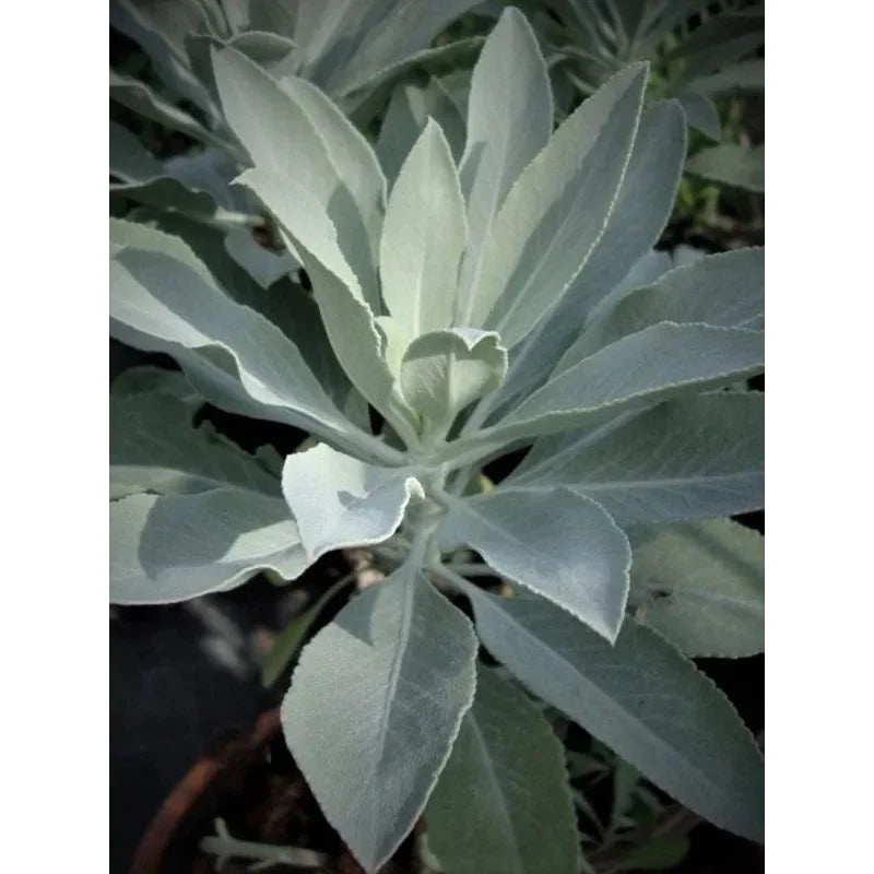 White Sage Bundle